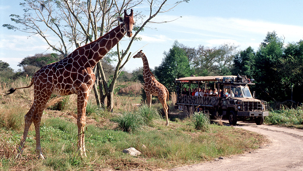 Kilimanjaro-Safari3-cropped-1000x563.jpg