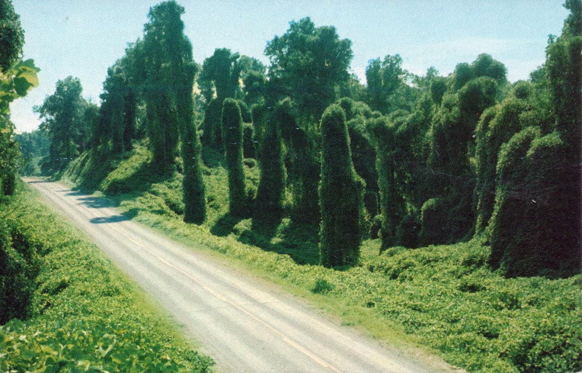 kudzu.jpg