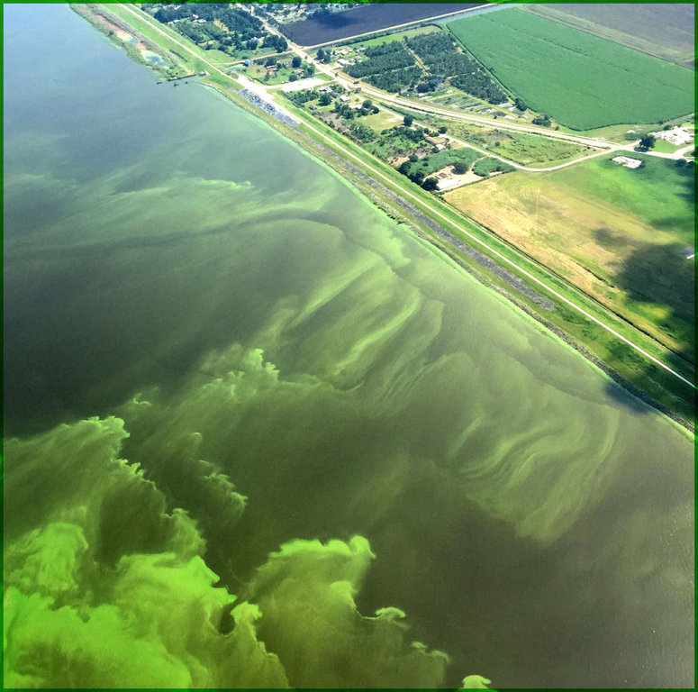 Lake_Okeechobee_algal-bloom.jpg