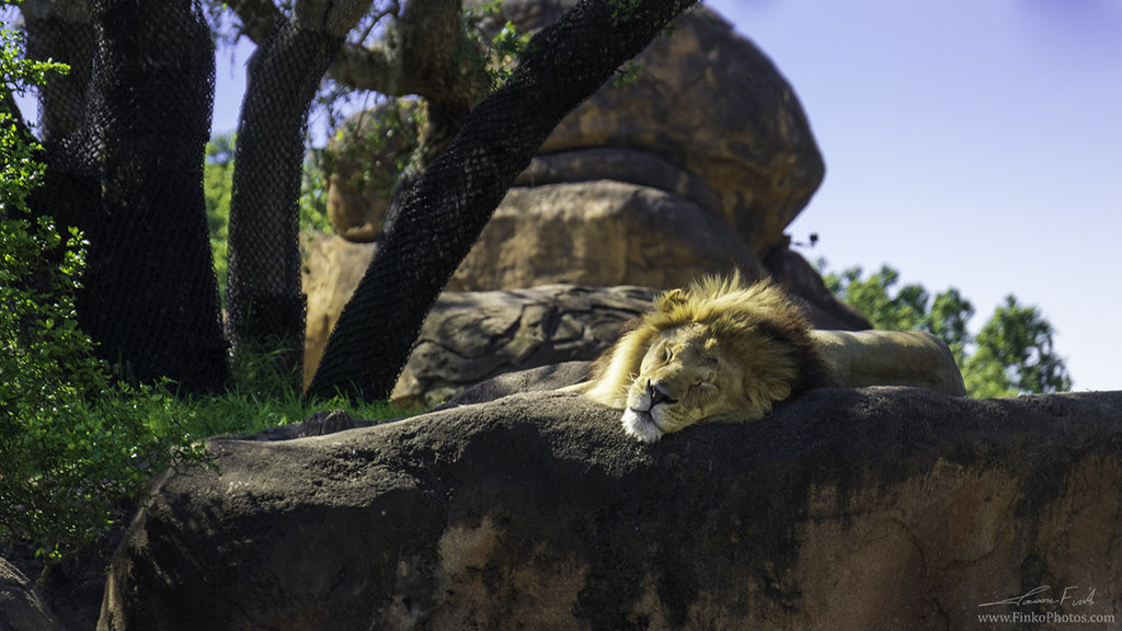 Lion Sleeping low res.jpg