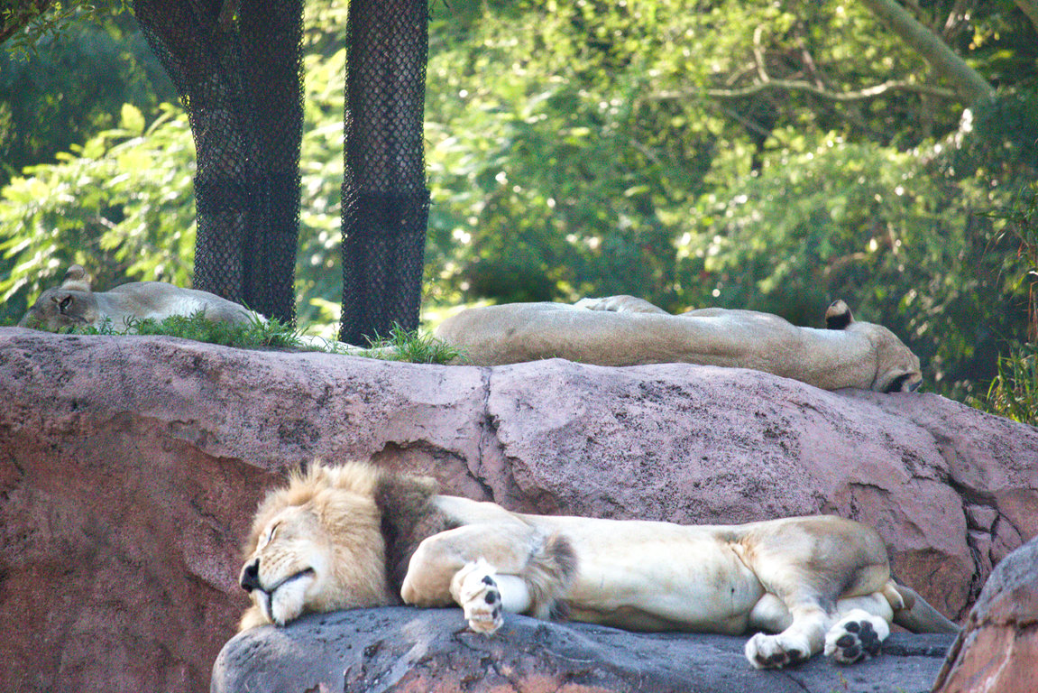 lionsleeps.jpg