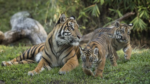 MaharajahJungleTrekSumatranTiger12.jpg