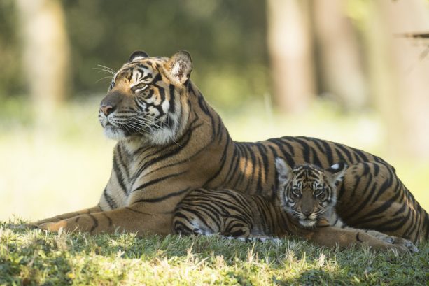 MaharajahJungleTrekSumatranTiger13.jpg