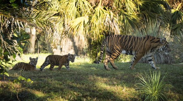 MaharajahJungleTrekSumatranTiger14.jpg