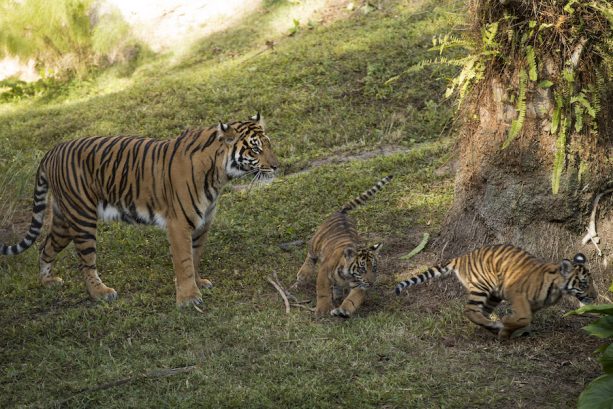 MaharajahJungleTrekSumatranTiger15.jpg