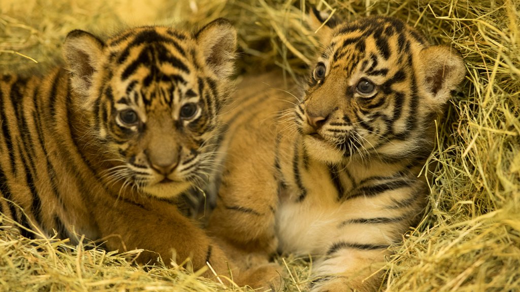 MaharajahJungleTrekSumatranTiger2.jpg