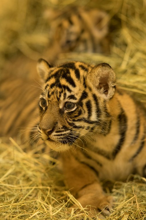 MaharajahJungleTrekSumatranTiger3.jpg