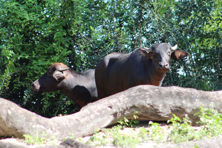 MaharajahJungleTrekWaterBuffalo1.jpg