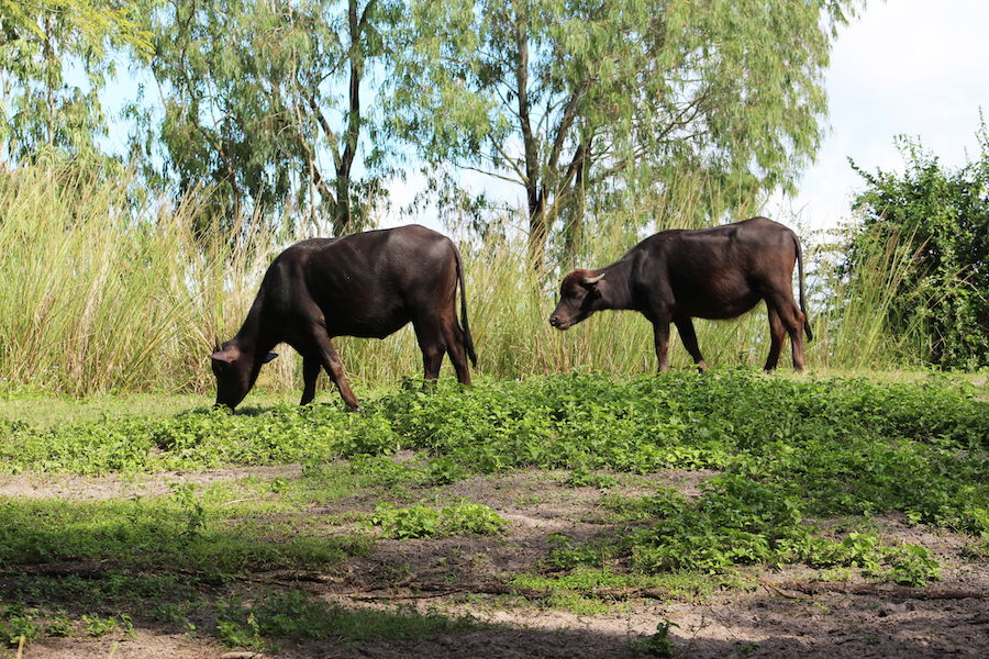 MaharajahJungleTrekWaterBuffalo3.jpg