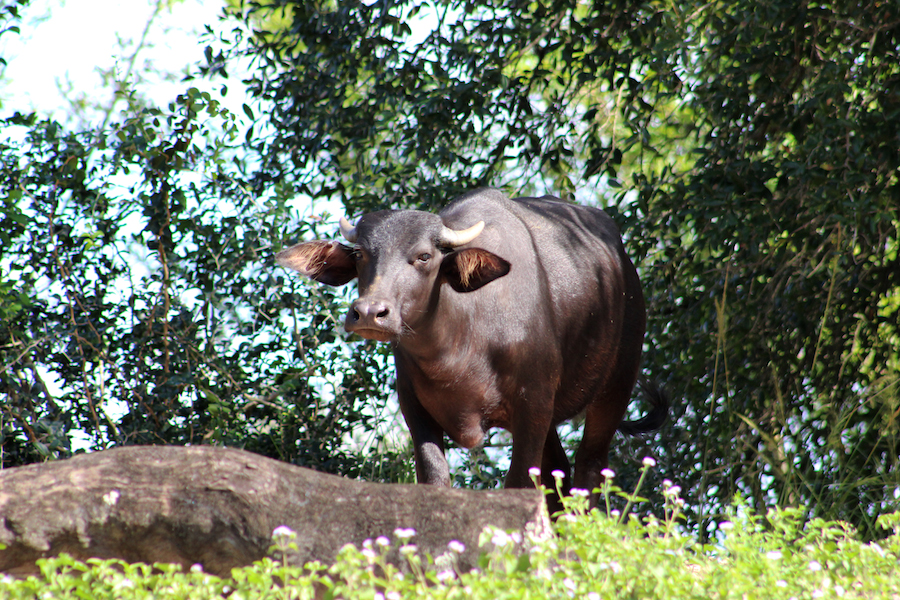 MaharajahJungleTrekWaterBuffalo4.jpg