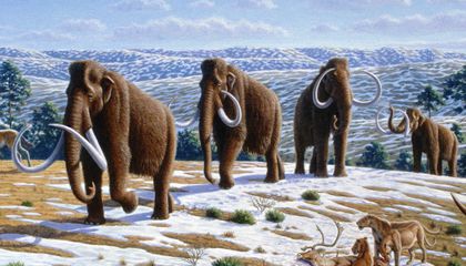 mammoth.jpg