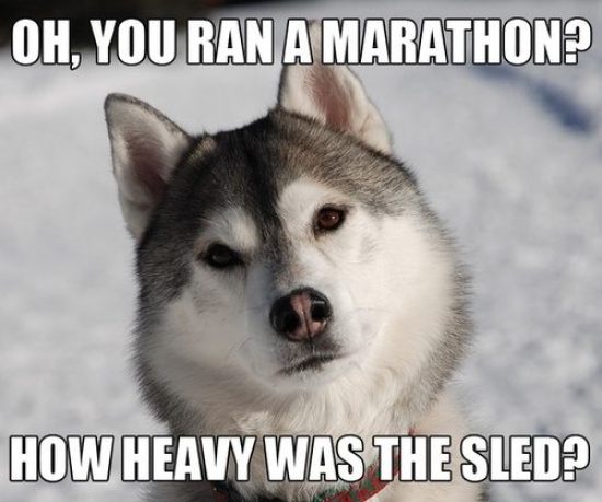 marathon-dog-sled.jpeg