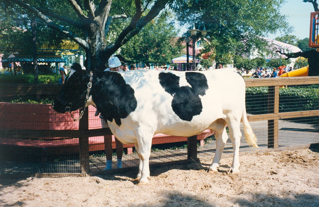 mickey cow 1993.jpg