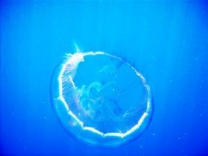 Moon-Jellyfish-with-3-fish-inside-Key-West-FL.jpg