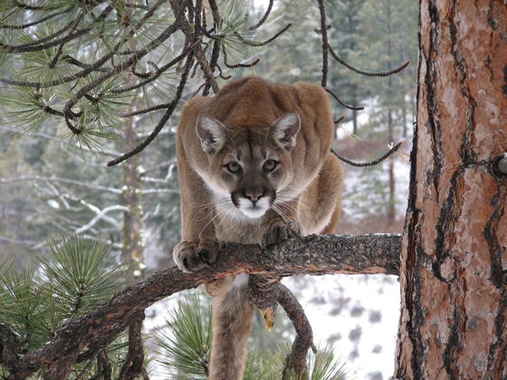 mountain-lion.jpg