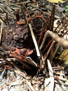 nature walk caterpillars.jpg