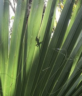 nature walk lizard shadow.jpg