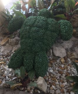 nature walk turtle topiary.jpg