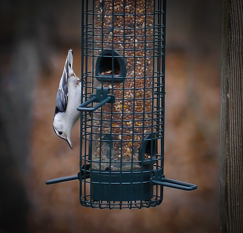 nuthatch.jpg