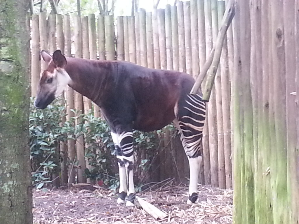 Okapi.jpg