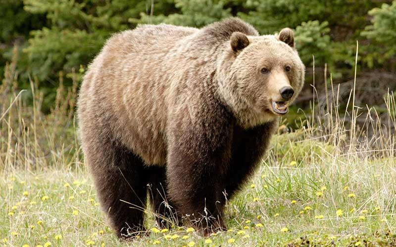 oso_grizzly_102_orig.jpg