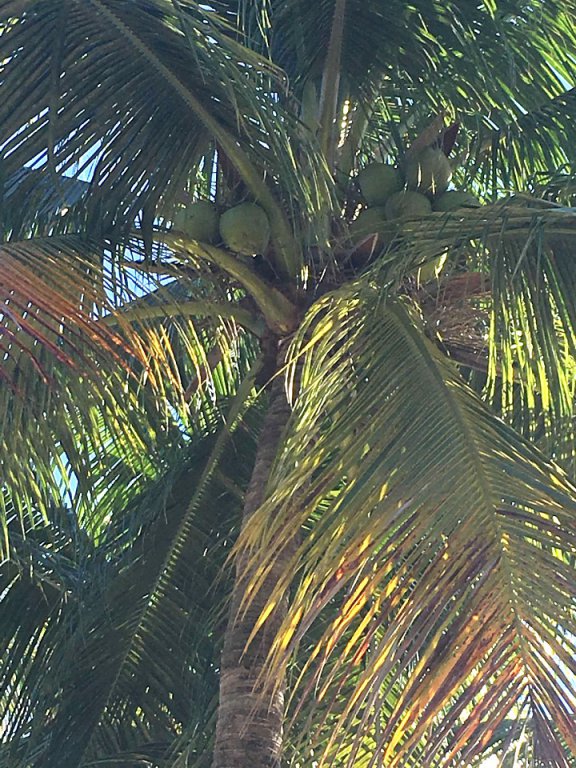 Palm Trees 2.jpg