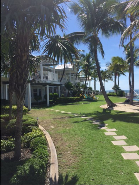 Palm trees at resort.JPG