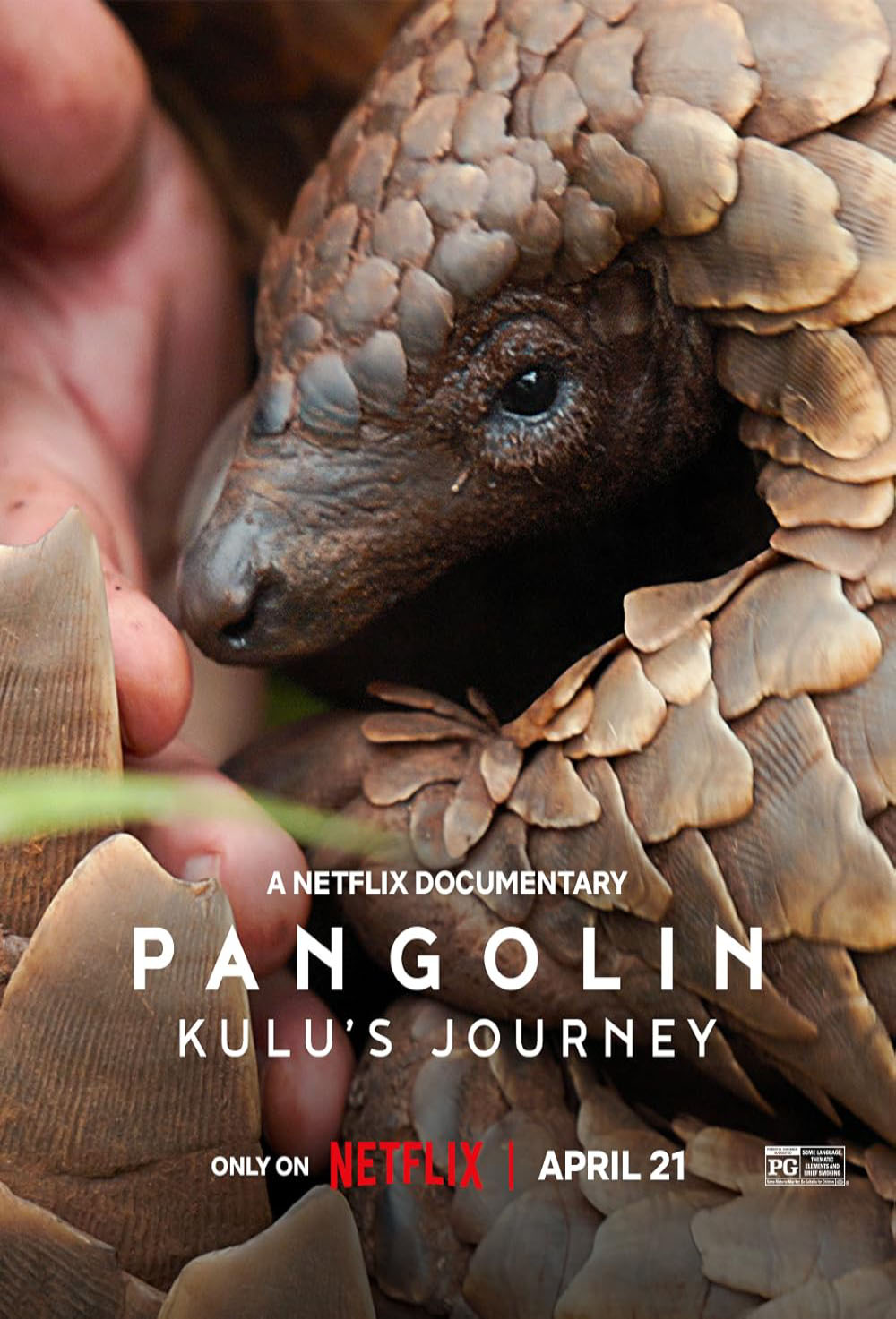 Pangolin- Kulu's Journey.jpg