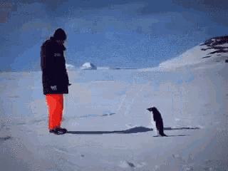 penguin-attack.gif