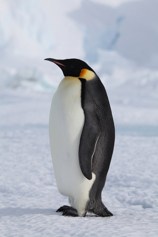 penguinCloseup.jpg