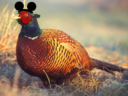 pheasant.jpg