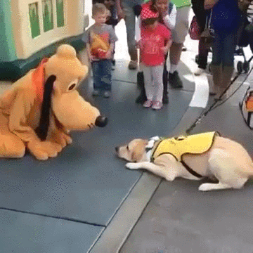 Pluto and service dog.gif