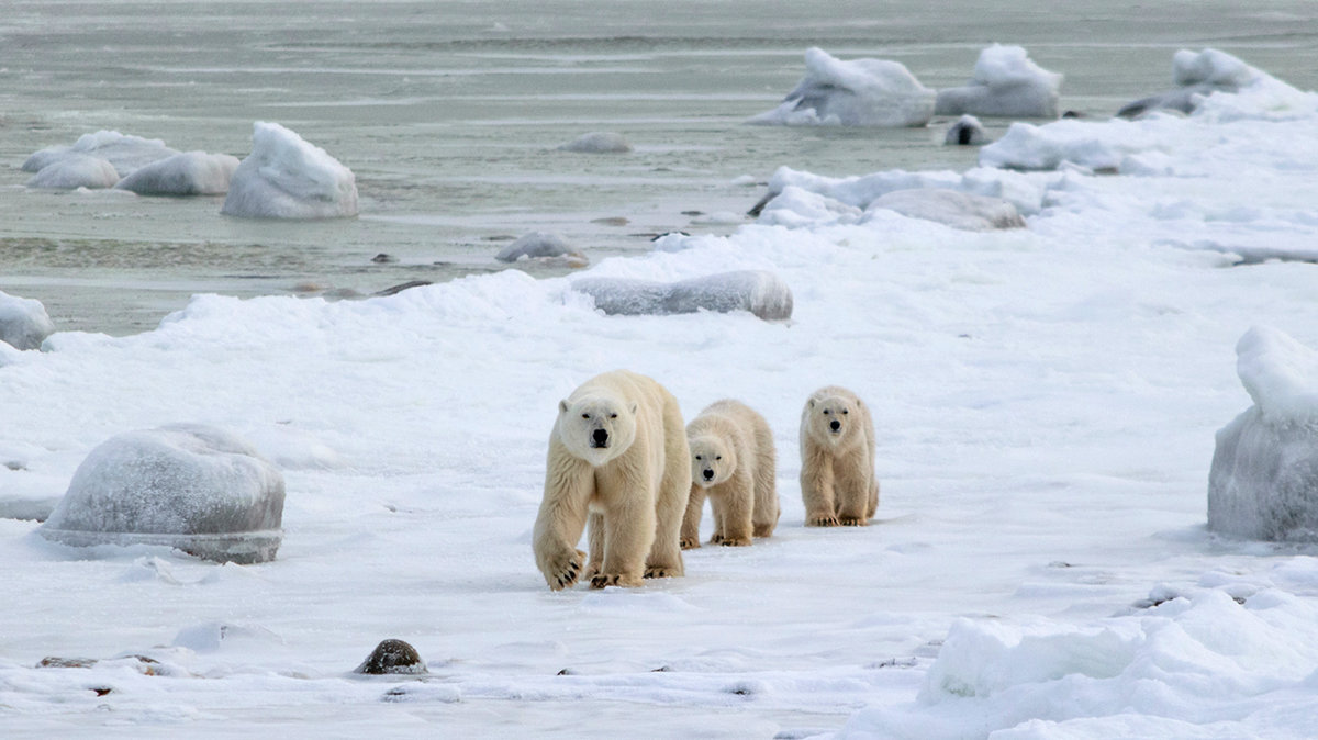 polar-bear-mother-and-cubs.jpg