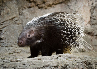 Porcupine.jpg