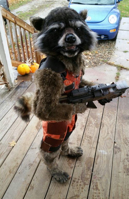 RocketRaccoon20151031_133047-1.jpg