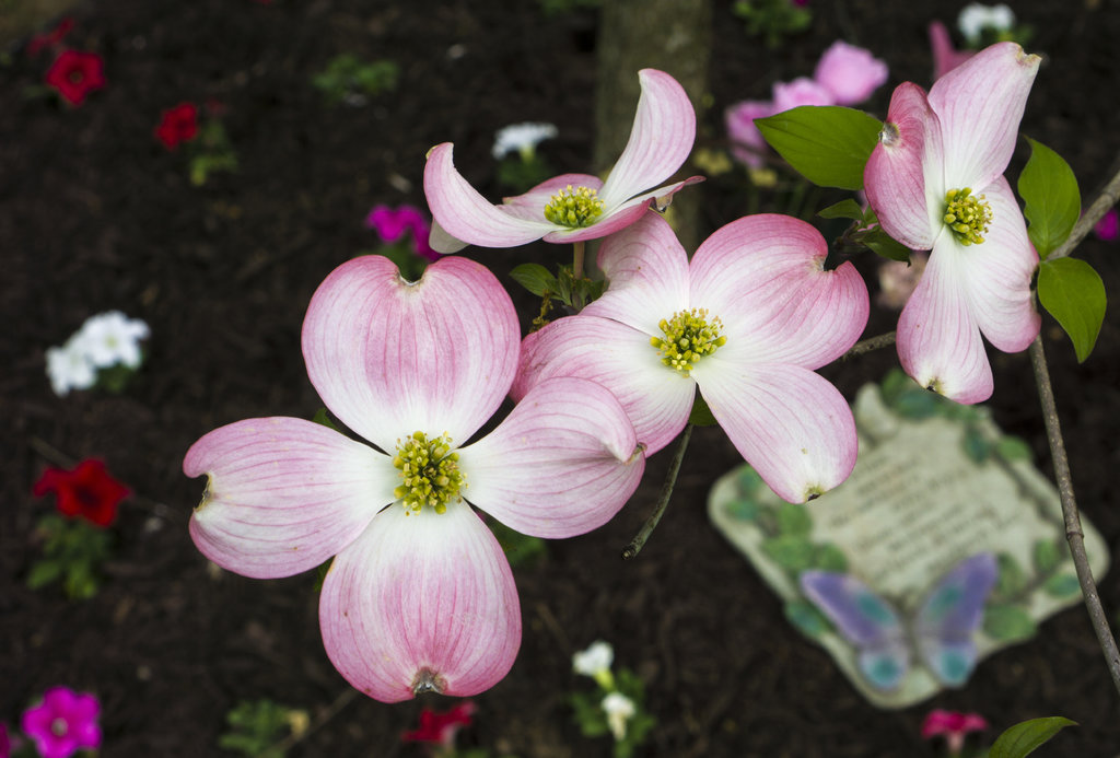 Rose Garden 002 5-12-18.jpg