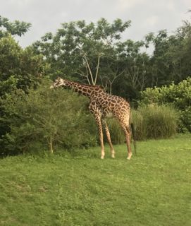 safari giraffe edit.jpg