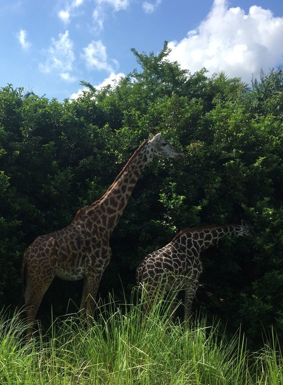 safari giraffes.jpg