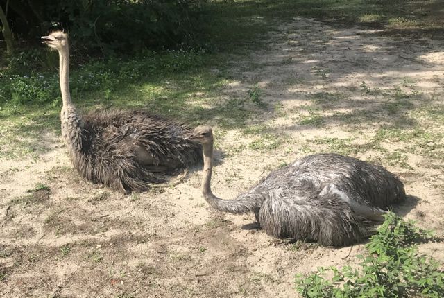 safari ostriches.jpg
