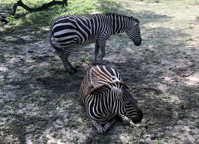 safari zebras.jpg