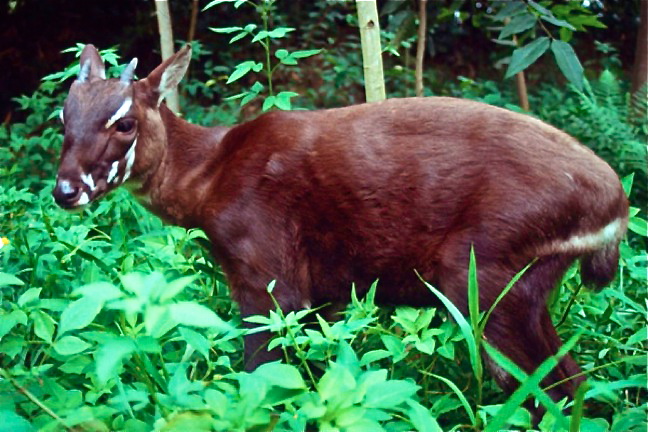 Saola.jpg