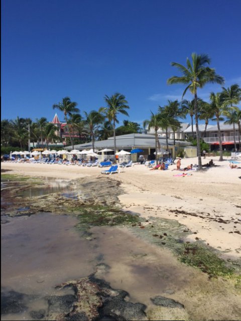 Seaweed beach.JPG