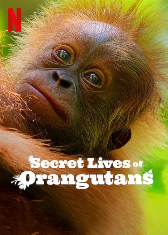 Secret Lives of Orangutans.jpg