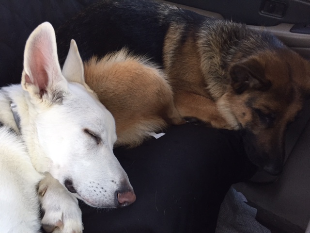 Sleepy dogs.jpg