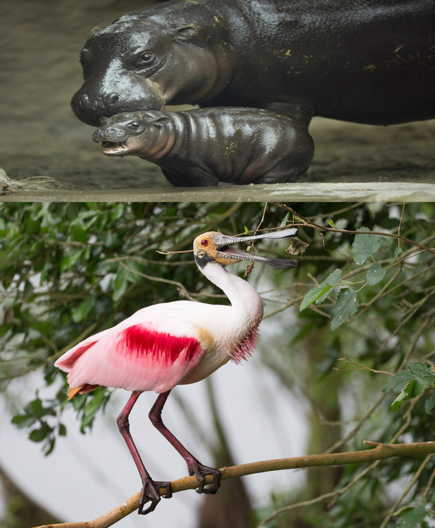 Spoonbill.jpg