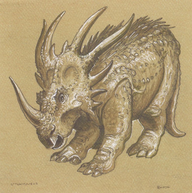 styracosaurus front.jpg