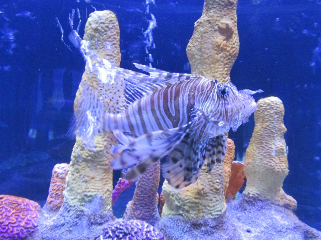 tiger fish.jpg