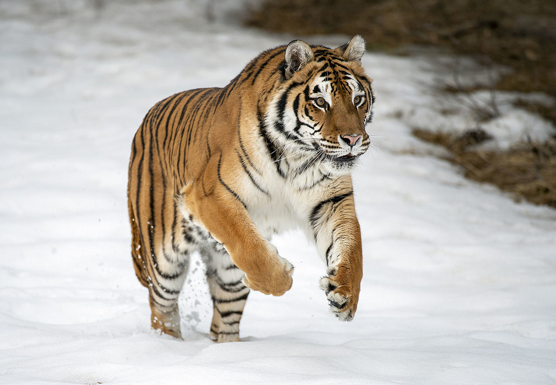 tiger-Siberian.jpg