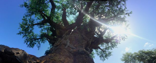 tree pano edit.jpg