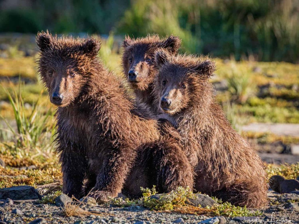 triplet-brown-bear-cubs-katmai-national-park.jpeg